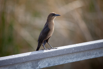 bird perching on a fence