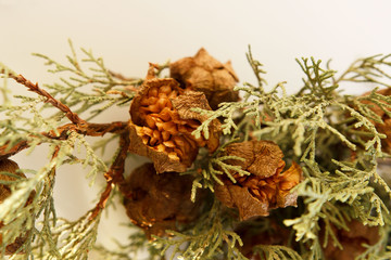 dried juniper branch with blossomed fruit cones on a white background. Symbol of protection and innocence of the bride