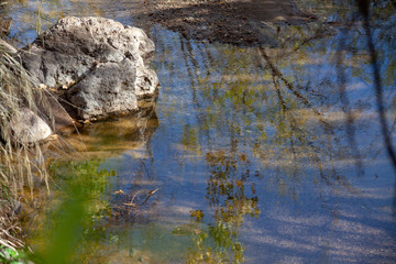 Reflections in a pond