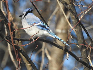 bird, blue jay, peek a boo, blue, branch, nature, cover, background, adorable, wildlife, 