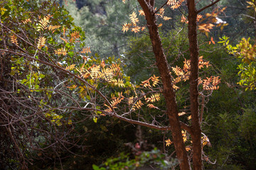 Last of the fall leaves