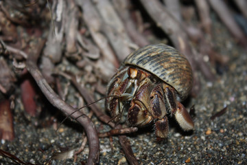 Hermit Crab on the coast of exotic Costarica
