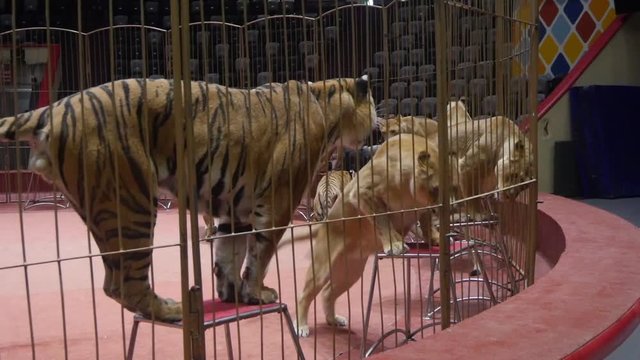 Tigers in the circus arrange the show