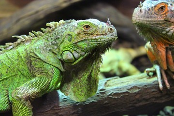 Gros lezard à crête vu au jardin zoologique