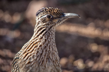 The eye of the roadrunner