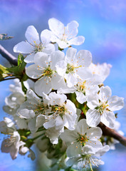 Flowers of the cherry blossoms on a spring day.