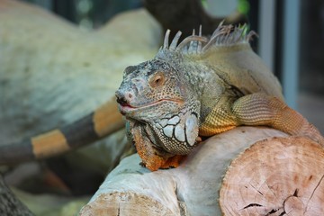 Gros lezard à crête vu au jardin zoologique