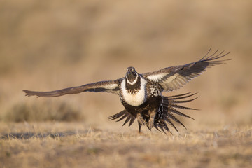 Ssge Grouse in Wyoming