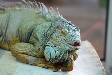 Gros lezard à crête vu au jardin zoologique