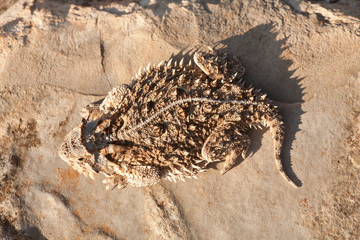 Texas horned lizard