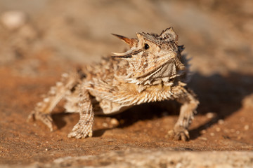 Texas horned lizard