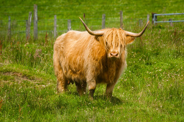 Highland Cow in field of wild grass