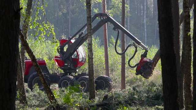 A cut-to-length (CTL) forest harvester. Pine Forest Harvesting Machine. Logging Equipment. The forestry industry. The harvester lumberjack working in a forest. Forest Wheeled Harvesters.