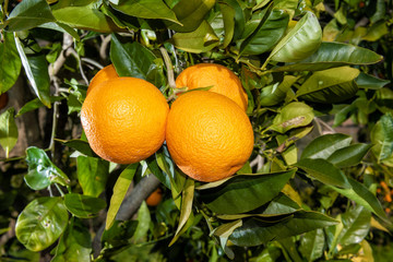 Close-up of oranges on the tree.