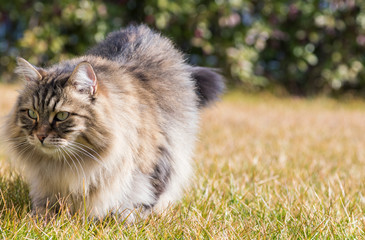 Naklejka na ściany i meble Beauty male kitten outdoor, siberian cat in relax in a garden