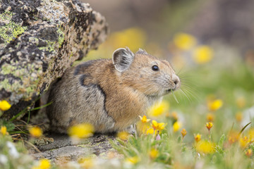 Pika high in the Beartooth Mountains of Wyoming
