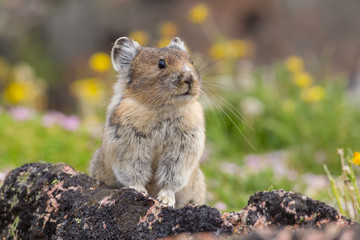 Pika high in the Beartooth Mountains of Wyoming