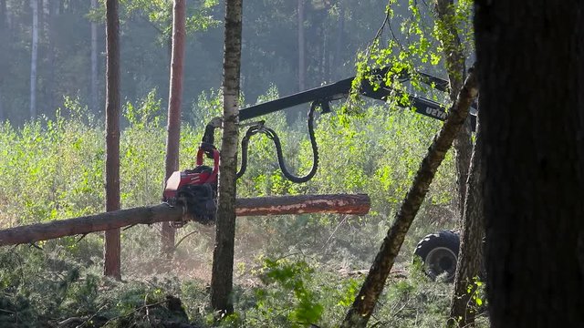 A cut-to-length (CTL) forest harvester. Pine Forest Harvesting Machine. Logging Equipment. The forestry industry. The harvester lumberjack working in a forest. Forest Wheeled Harvesters.