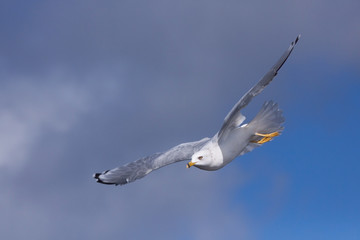Ring-billed Gull Soars in Blue Sky