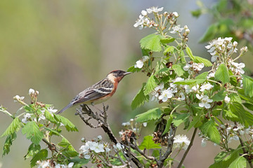 perched bay-breasted warbler