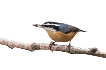 Red-breasted Nuthatch and a Sunflower Seed