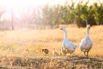family of geese at sunset with sunny hotspot