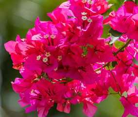Pink Bougainvillea Flowers
