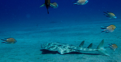 Angel Shark swimming over the sand