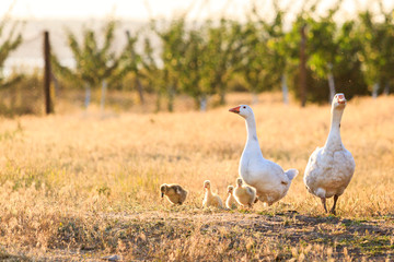 family of geese at sunset