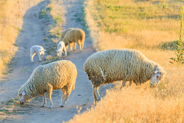 Obraz premium sheep graze on the road in the rays of the sun