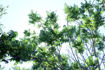 palm trees on blue sky. sunlight