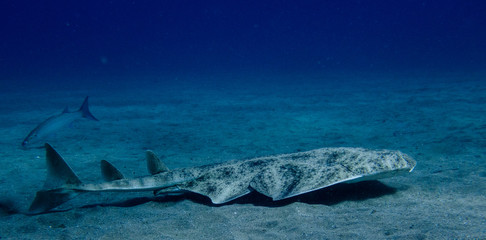 Angel shark swimming over the sand. Squatina squatina in the sand