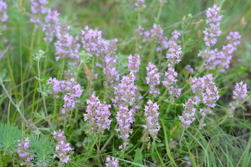 Obraz premium Flowers of thyme in nature. The thyme is commonly used in cookery and in herbal medicine.