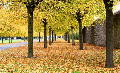 Tree Lane