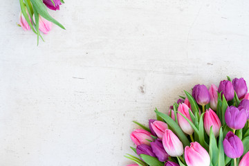 Pink fresh tulips