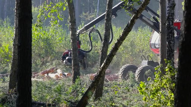 A cut-to-length (CTL) forest harvester. Pine Forest Harvesting Machine. Logging Equipment. The forestry industry. The harvester lumberjack working in a forest. Forest Wheeled Harvesters.