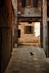 Fototapeta na wymiar Lonely venetian pigeon