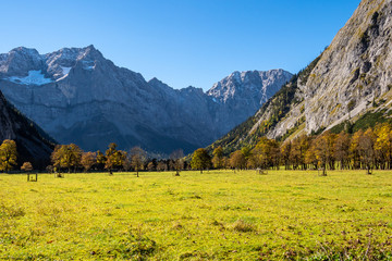 maple trees at Ahornboden, Karwendel mountains, Tyrol, Austria