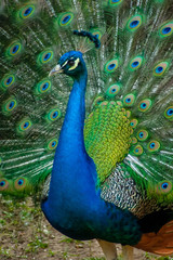 Obraz premium A male peacock spreads its tailfeathers in a show of brilliant color.