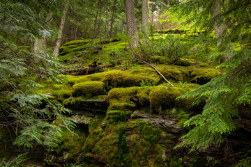 Moss Covered Rocks in Glacier National Park