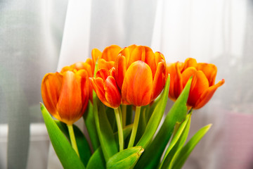 Red tulips in the pitcher. The concept of decorating a flat with flowers. Beautifying the home. Opportunities to give flowers and tulips. Mother's day, grandmother.