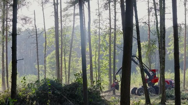 A cut-to-length (CTL) forest harvester. Pine Forest Harvesting Machine. Logging Equipment. The forestry industry. The harvester lumberjack working in a forest. Forest Wheeled Harvesters.