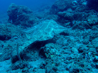 Angel shark swimming over the sand. Squatina squatina in the sand