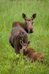 Cow moose and calf in a meadow © Kip