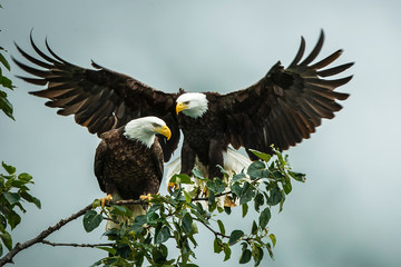 Eagle Pair