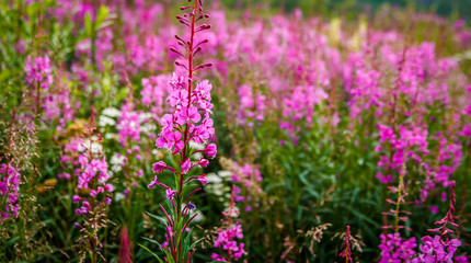 Pink fireweed growing along the Dempster Highway in the Yukon