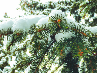 Sprig of a tree, Christmas trees in the snow. Snow on the street of the city. The beginning of...