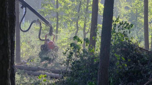 A cut-to-length (CTL) forest harvester. Pine Forest Harvesting Machine. Logging Equipment. The forestry industry. The harvester lumberjack working in a forest. Forest Wheeled Harvesters.