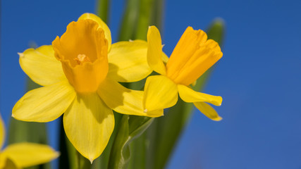 Gelbe Narzissen