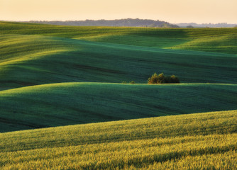 Obraz premium hilly field. picturesque spring field. Agriculture
